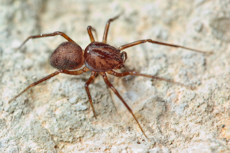 Scytodes velutina - Malta